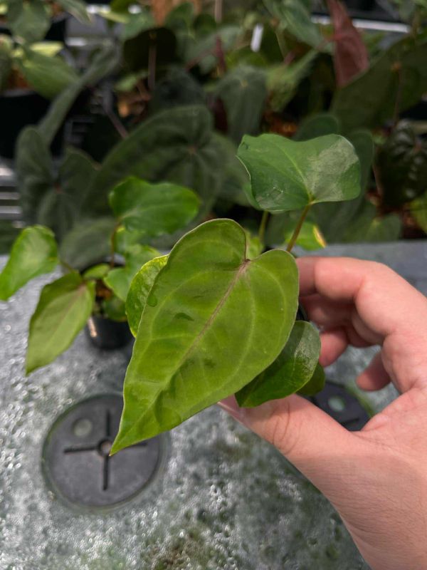[Magic Garden] Anthurium carlablackiae x dressleri 