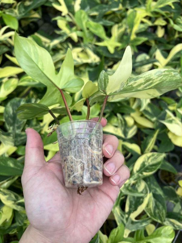 Philodendron florida beauty 