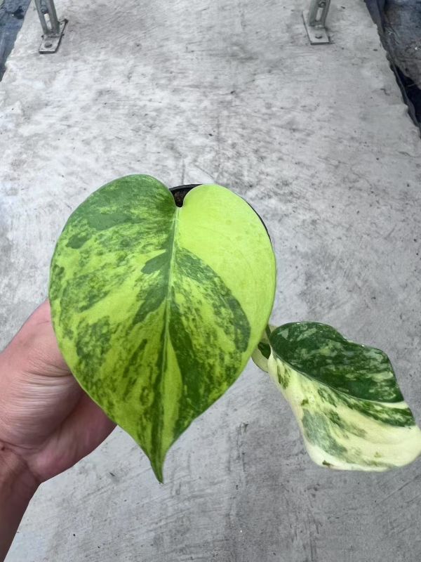 Monstera deliciosa Aurea 