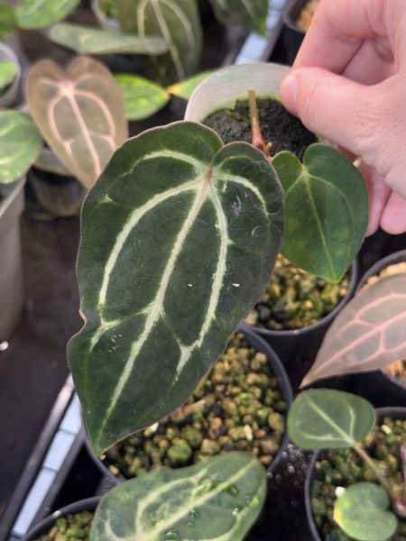 Anthurium carlablackiae RA5 x RA10 self 