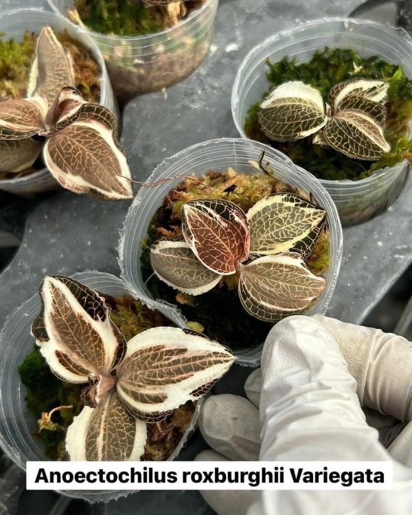Anoectochilus roxburghii variegated 