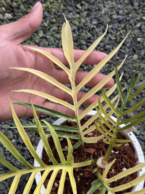 Philodendron tortum variegated 