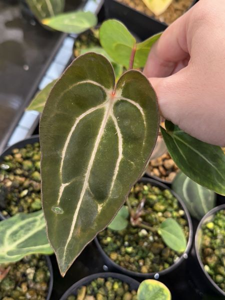 Anthurium carlablackiae RA5 x RA10 self 