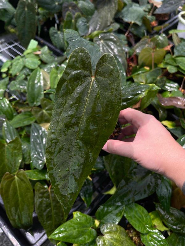 [Magic Garden] Anthurium FSRL x Twin Phoenix 