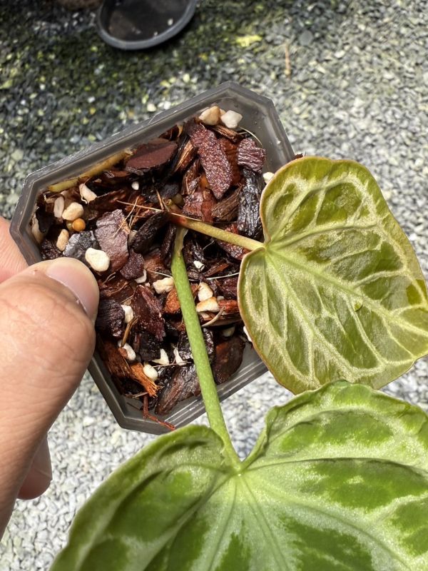 Anthurium 'Fat boy' 