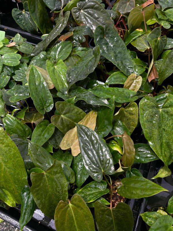 [Magic Garden] Anthurium FSRL x Twin Phoenix 