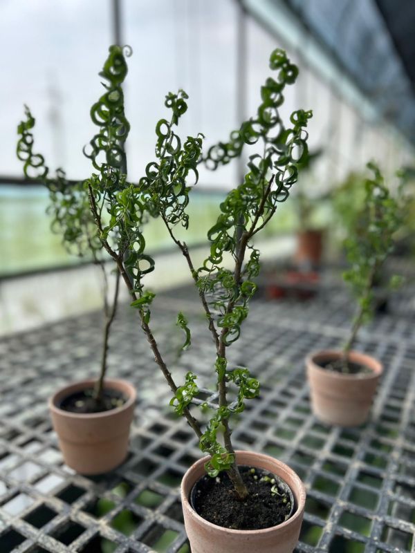 Salix babylonica 'Crispa' 