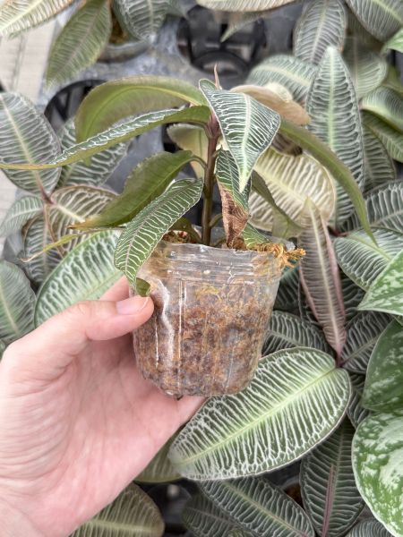 Labisia sp ‘Pink vein’ 