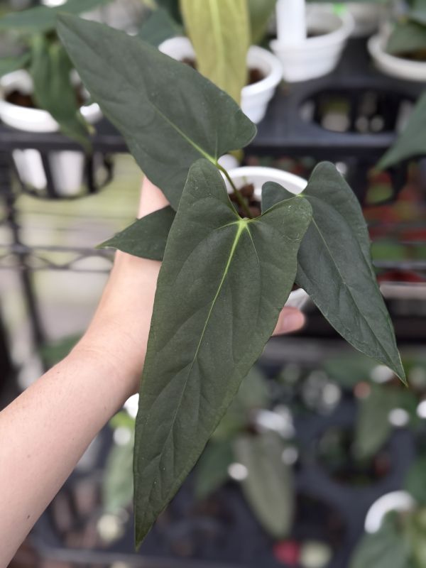 Anthurium portillae NSE selfing 