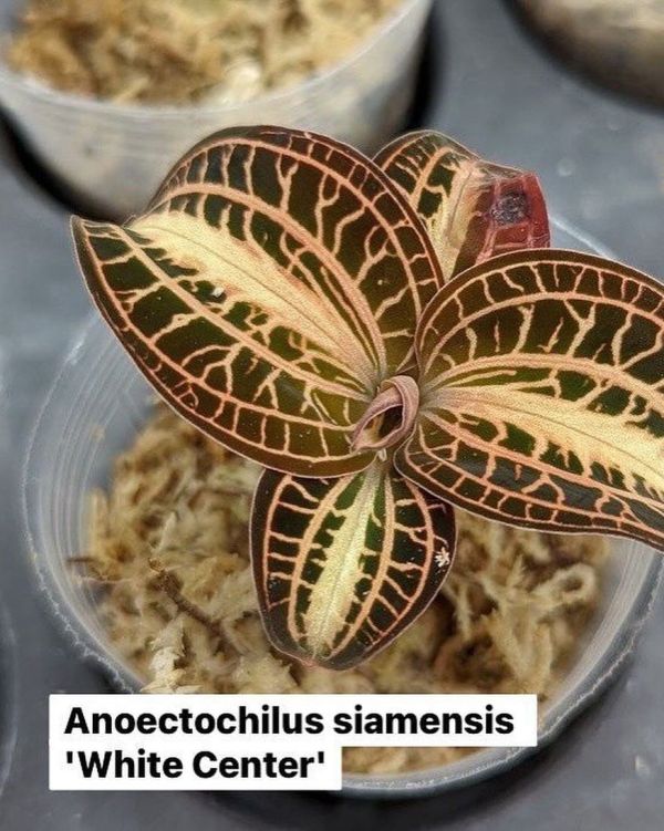 Anoectochilus siamensis 'White Center' 