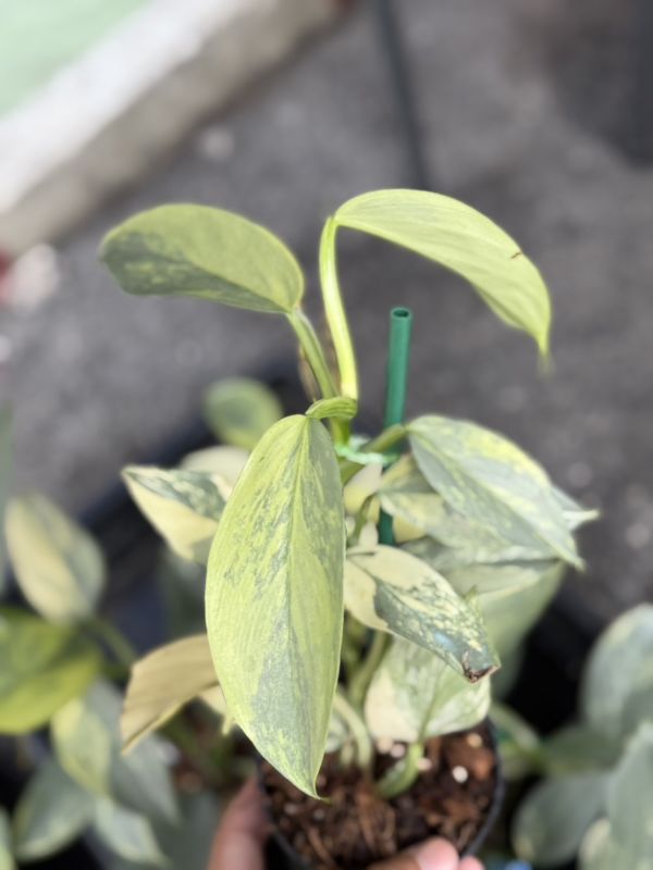 Philodendron Silver Sword Variegated 