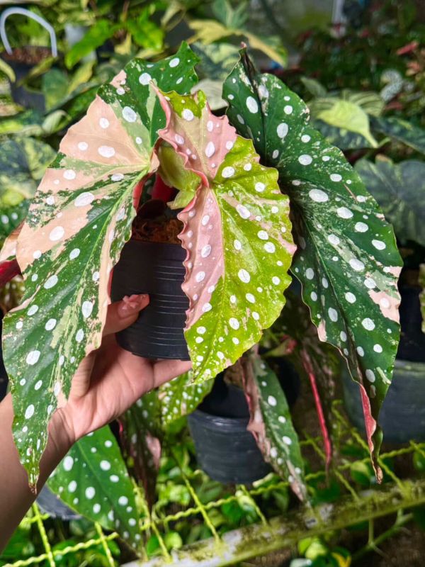 Begonia maculata pink variegated 