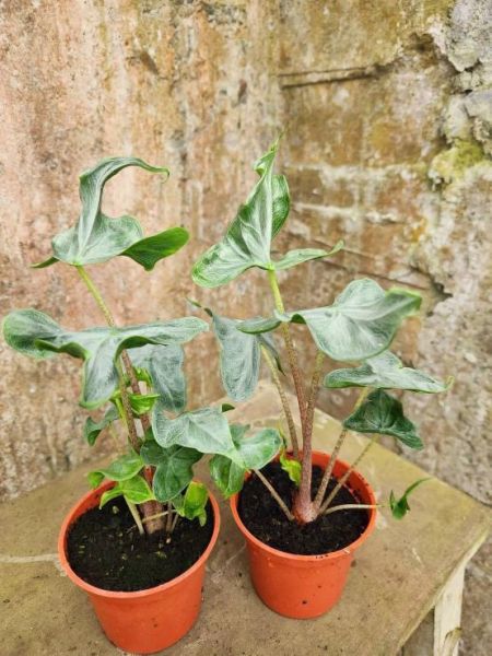 Alocasia ‘Holy Grail’ 