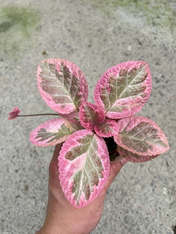 Episcia unpredictable Helen 