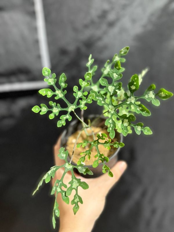 Adenia perrieri 