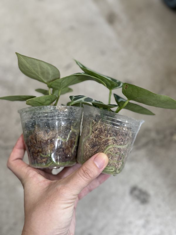 Anthurium Dorayaki 