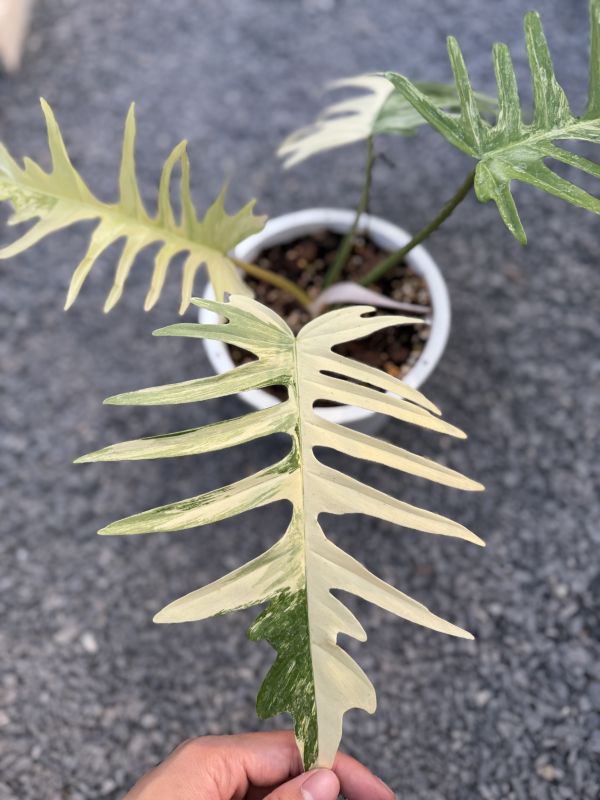 Philodendron florida beauty x tortum 
