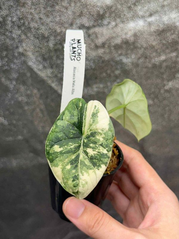Alocasia melo albo 