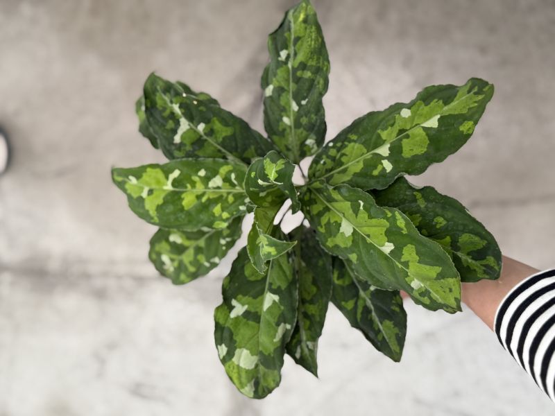Aglaonema pictum tricolor 