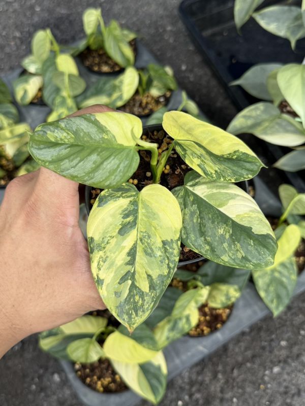Philodendron brandtianum variegated 