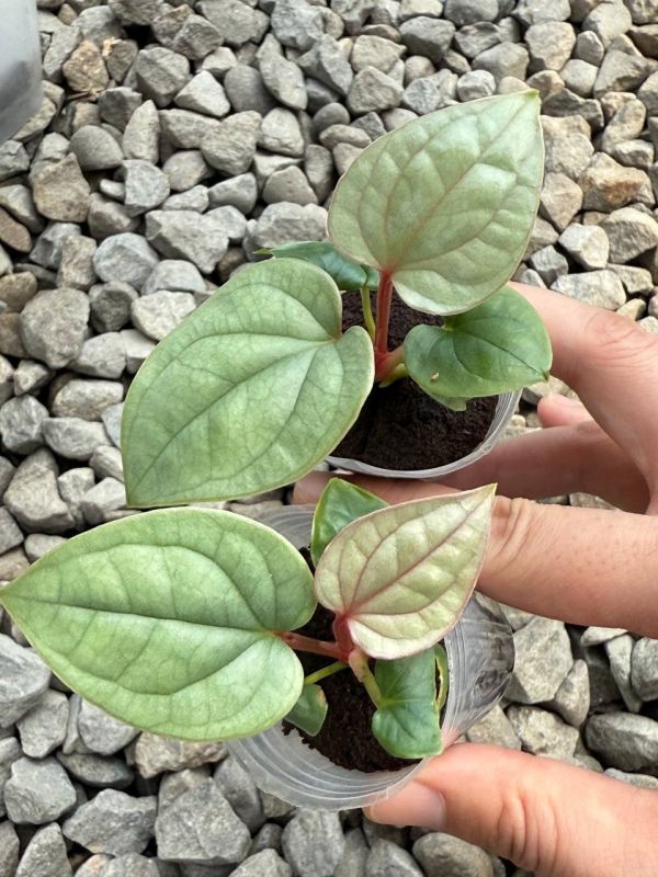 Anthuium luxurians 