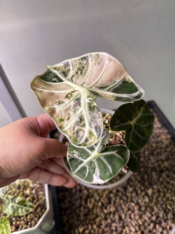 Alocasia Heart Balloon Albo Variegated 