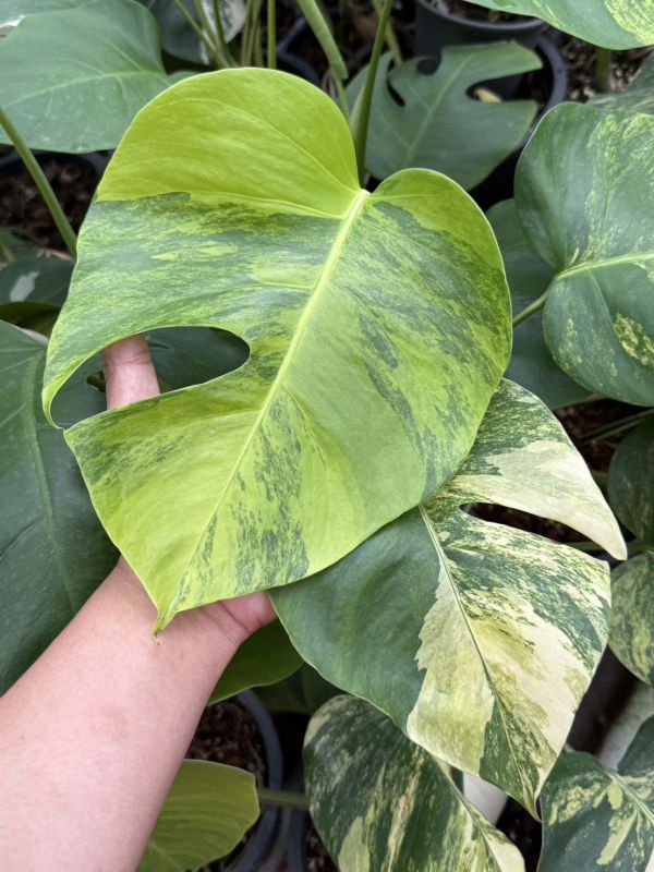 Monstera borsigiana aurea 