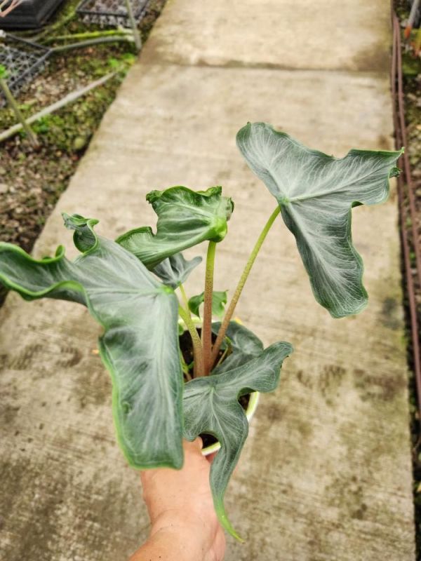 Alocasia ‘Holy Grail’ 