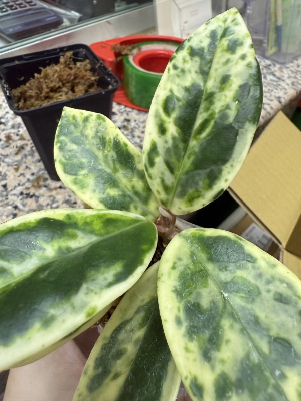Hoya madara snow angel 