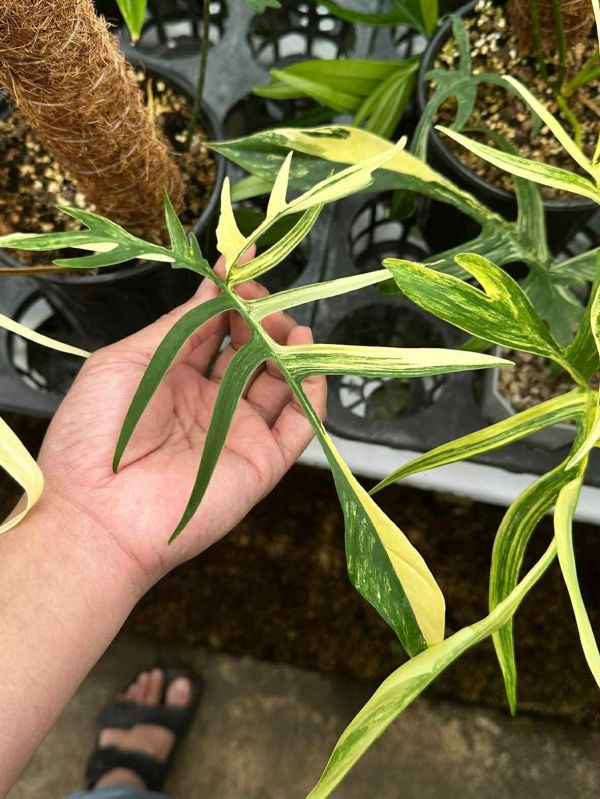Philodendron florida beauty x polypodioides 