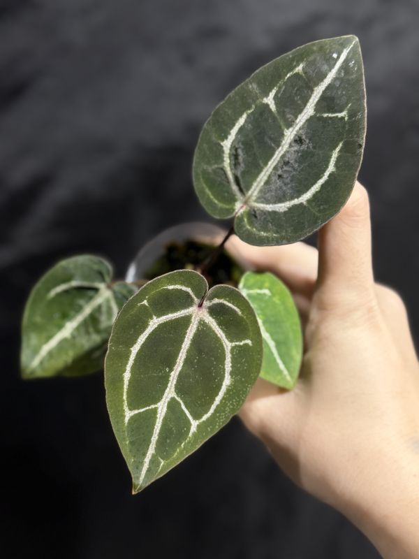 Anthurium Zara x Michelle selfing 