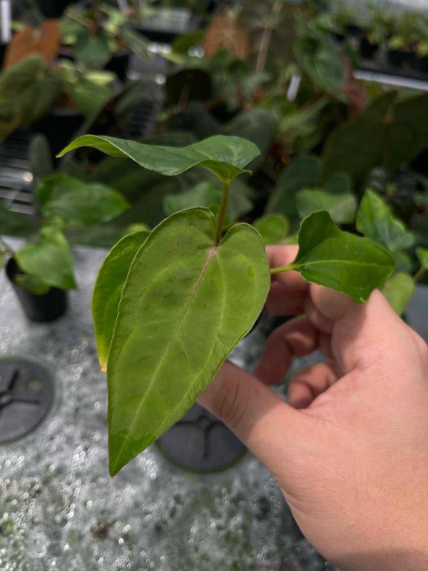 [Magic Garden] Anthurium carlablackiae x dressleri 