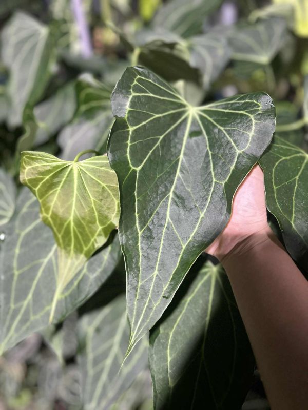 Anthurium Delta Force 