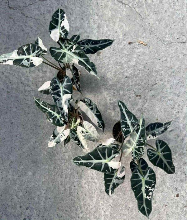 Alocasia bambino ablo 