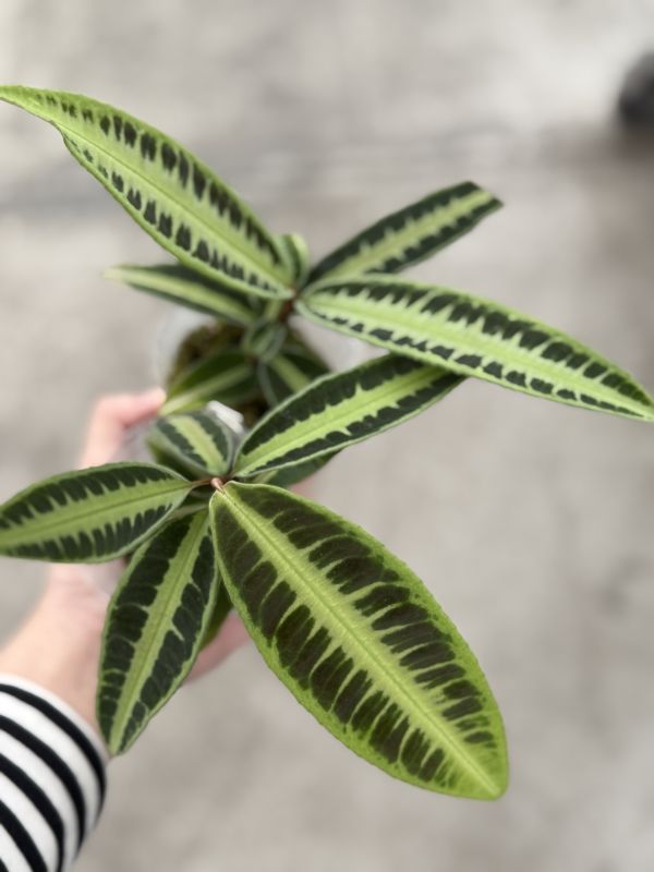 Labisia sp ‘Cat’s eyes’ 