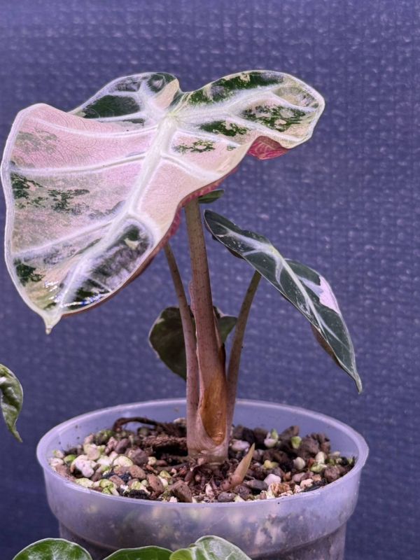 Alocasia Heart Balloon Albo Variegated 