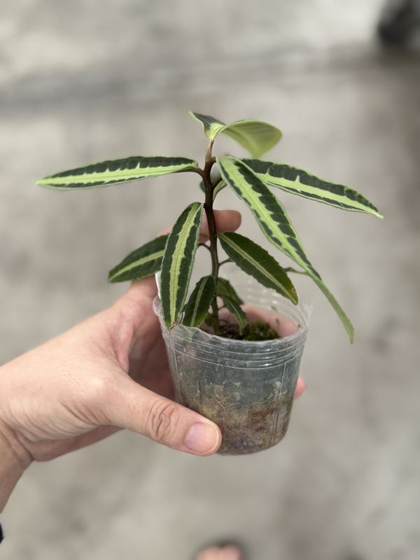 Labisia sp ‘Cat’s eyes’ 
