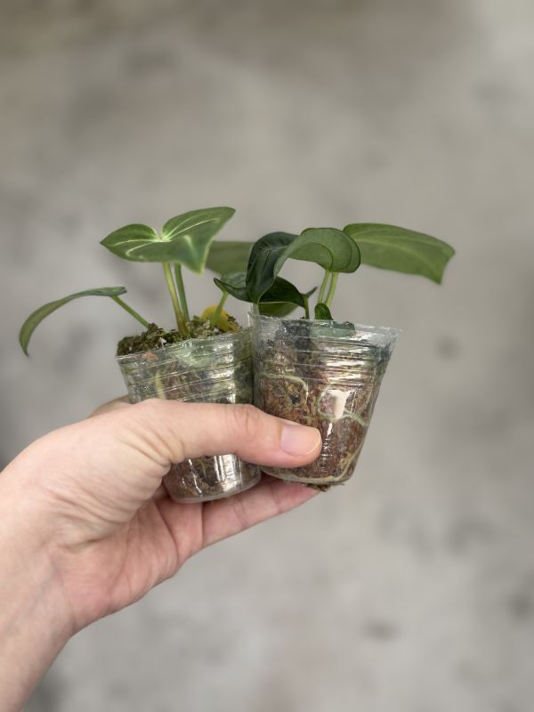 Anthurium regale 
