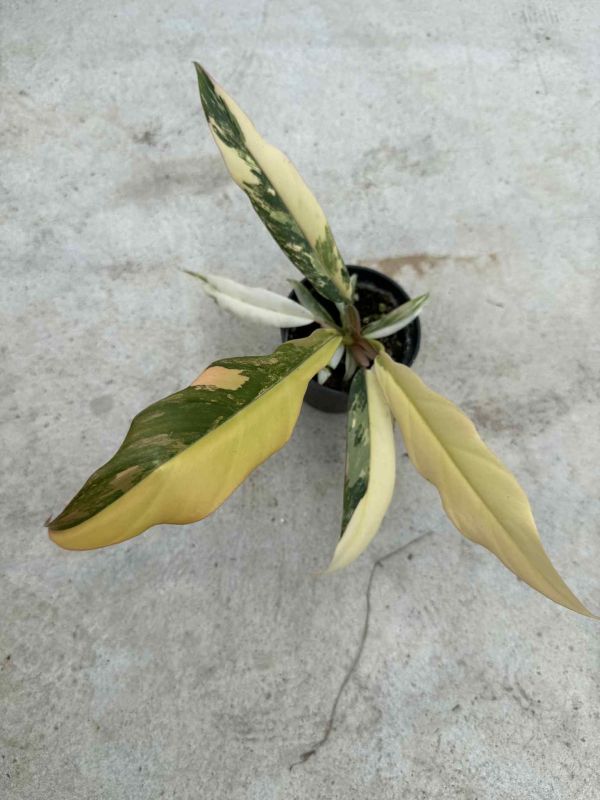 Philodendron caramel marble 