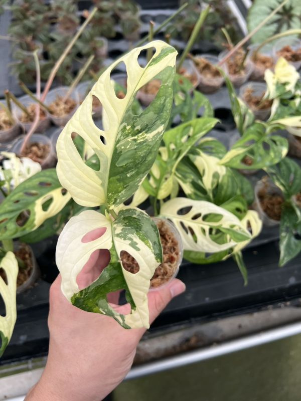 Monstera adansonii Albo 