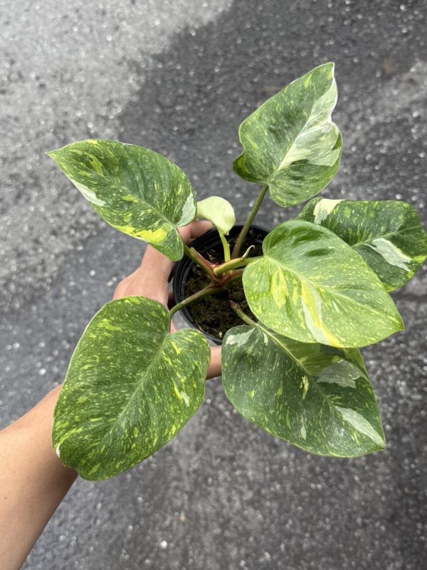 Philodendron White wizard Galaxy 