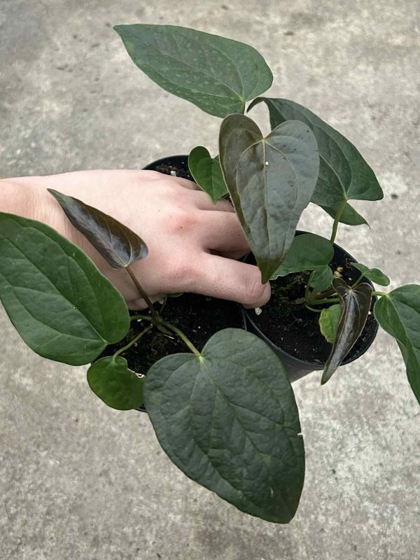 Anthurium "Queen of Hearts" 