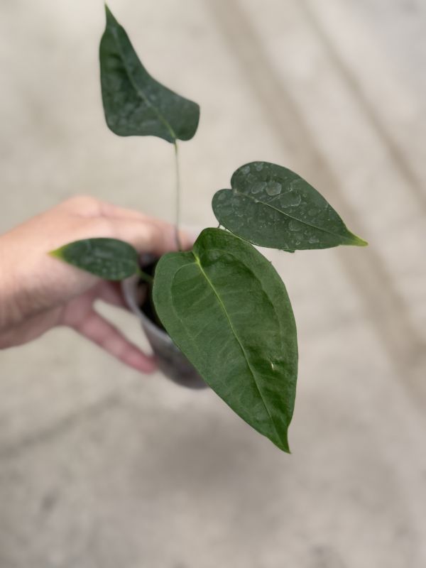Anthurium peltigerium 
