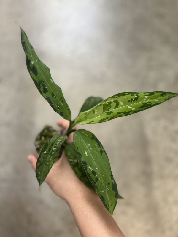 Aglaonema pictum tricolor ‘Star spot’ 