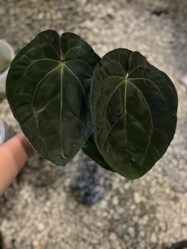 Anthurium 'Lynette' 