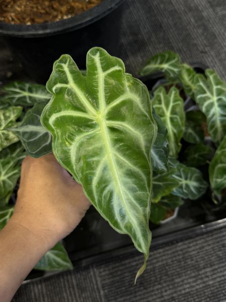 Alocasia venom 