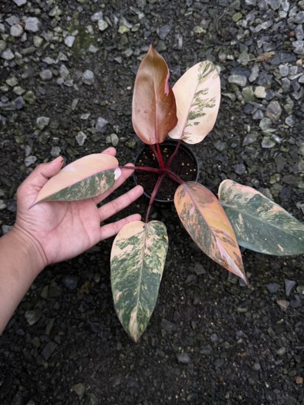 Philodendron Pink Princess Tricolor 