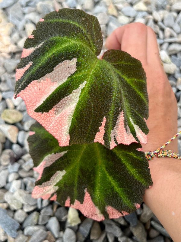 Begonia soli mutata variegated 