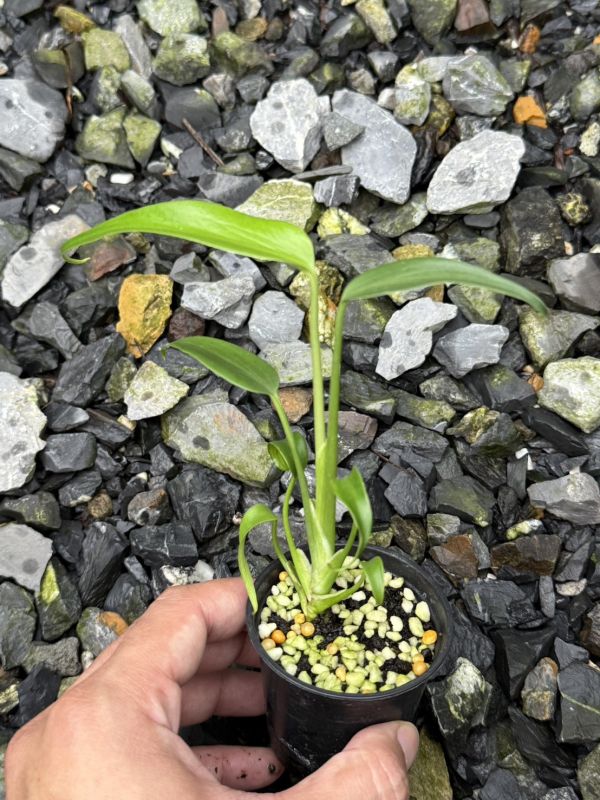 Monstera burle marx flame 