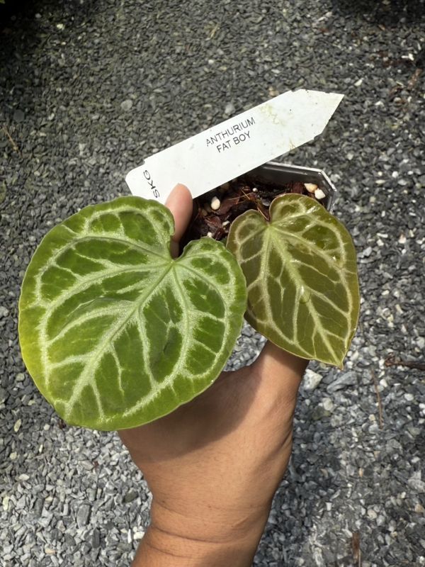 Anthurium 'Fat boy' 